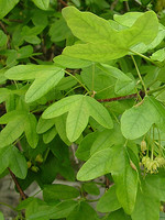 Acer monspessulanum