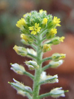 Alyssum simplex