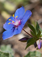 Anagallis monelli