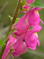 Antirrhinum linkianum