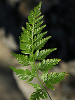 Asplenium adiantum-nigrum