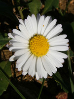 Bellis sylvestris