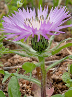 Centaurea pullata