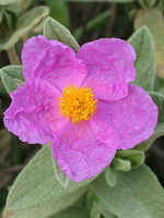 Cistus albidus