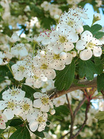Crataegus monogyna