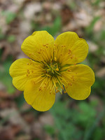 Geum sylvaticum