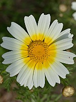 Glebionis coronaria