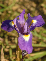 Gynandriris sisyrinchium