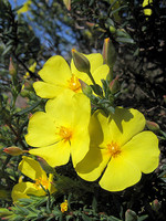 Halimium calycinum
