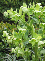 Helleborus foetidus