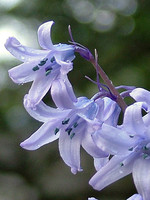 Hyacinthoides hispanica