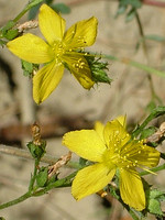 Hypericum tomentosum