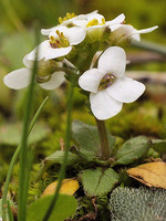 Jonopsidium abulense