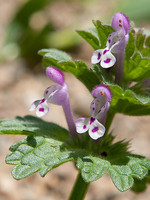 Lamium amplexicaule