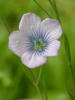 Linum bienne