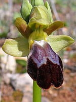 Ophrys fusca