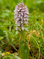 Orchis conica