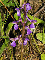 Orchis morio