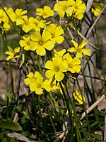 Oxalis pes-caprae