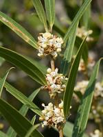 Phillyrea angustifolia