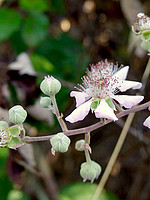 Rubus ulmifolius