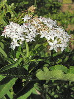 Sambucus ebulus