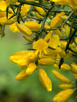 Ulex airensis