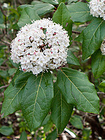 Viburnum tinus