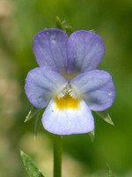 Viola kitaibeliana